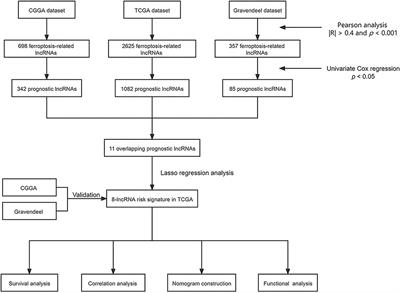 Establishment and Validation of a Ferroptosis-Related lncRNA Signature for Prognosis Prediction in Lower-Grade Glioma